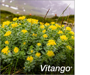 VITANGO Film kaplı tabletler, 30 adet