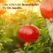GRANATAPFEL ELIXIER Akdeniz Dr. Jacobs, 500 ml