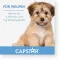 CAPSTAR Kediler/küçük köpekler için 11,4 mg tablet, 1 adet