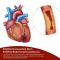 BEH Artery+ kapsülleri, 30 adet