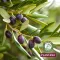 Plantana Olive E vitamini içeren vücut kremi, 500 ml